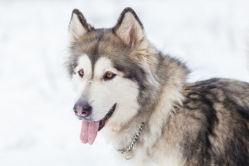Malamute