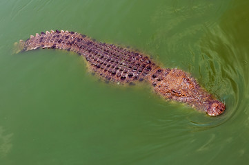 Crocodile