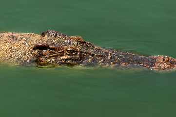 Crocodile