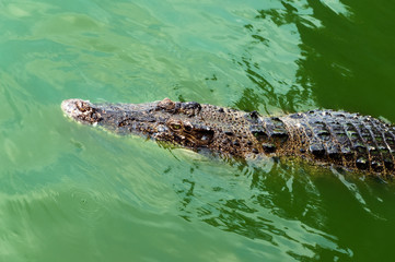 Crocodile