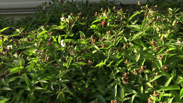 unripe green raspberry strawberry hybrid in garden