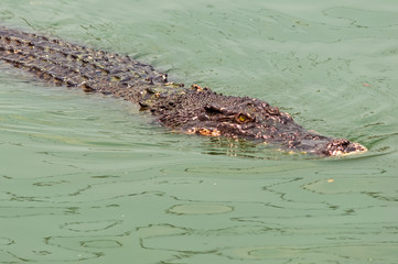 Crocodile