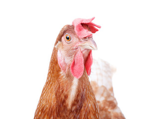 close up beautiful of brown female chicken hen isolated white ba