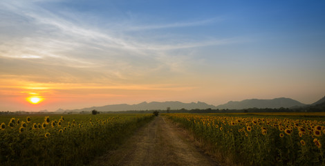 Fototapeta na wymiar Sunflower field over blue sky