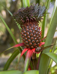 Pineapple tropical fruit growing in a farm