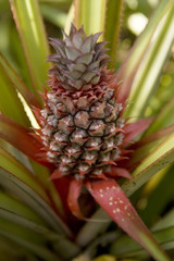 Pineapple tropical fruit growing in a farm