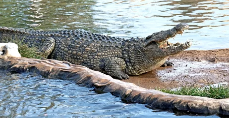 Tableaux ronds sur aluminium brossé Crocodile Crocodile du Nil