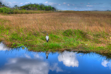 Florida-Everglades National Park- Anhinga Trail