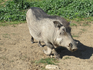 a warthog