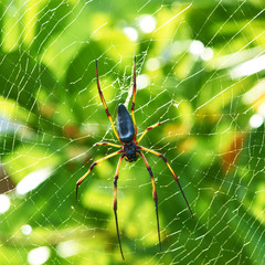 Giant wood spider - Nephila maculata / nephila pilipes