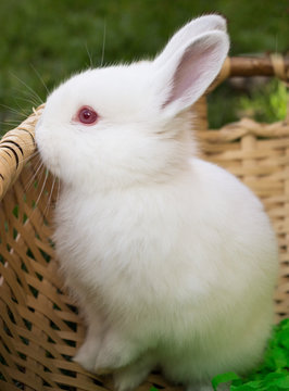 rabbit