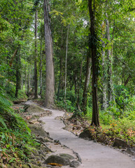 Hiking trail through the forest, Thailand