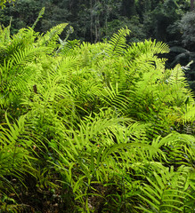Forest Green Fern Background