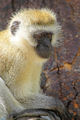 Vervet monkey on a tree