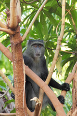 Blue diademed monkey between branches