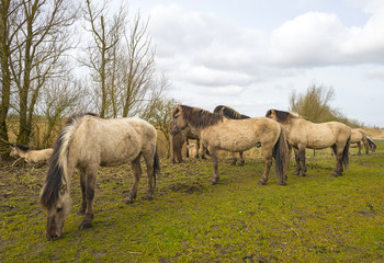 Naklejka na ściany i meble Herd of horses in nature in spring