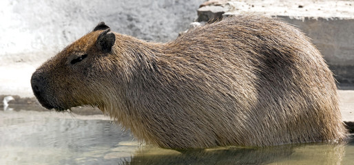 Capybara