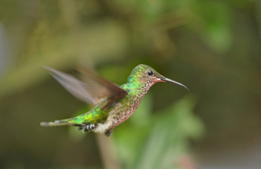 Fototapeta premium Violet-capped Hummingbird is flying in the air