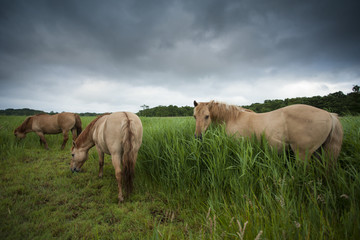 Horse - Equus ferns caballus © jamiehall