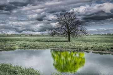 Unusual natural landscape. Tree reflection in a pond.
