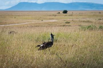 birds in the Masai Mara