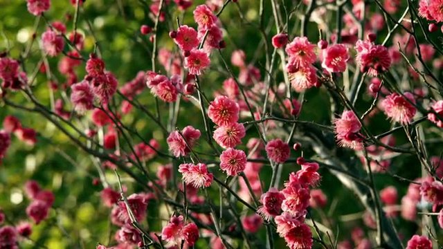 FLOWERS OF APRICOT ON GREEN BACKGROUND