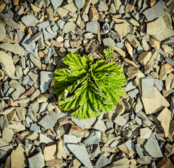 The vegetation in the stone desert