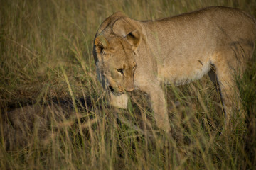 Lioness eating a wildebeest in tall grass on South African plain