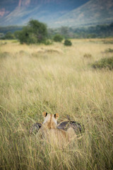 Lioness eating a wildebeest in tall grass on South African plain