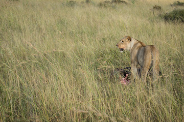 Fototapeta na wymiar Lioness eating a wildebeest in tall grass on South African plain