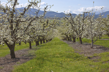 Fototapeta na wymiar Apple orchards in Hood River Oregon.