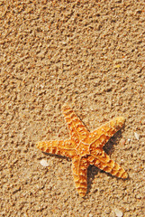 Star Fish in sand on beach