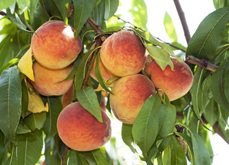 Peach