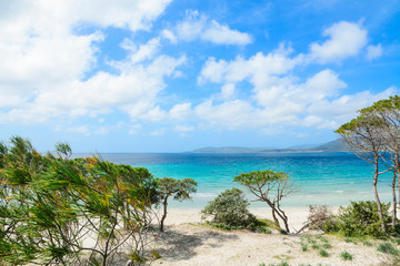 pine trees by the shore in Alghero coastline