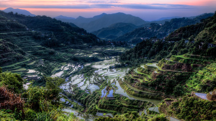 Ifugao Rice Fields