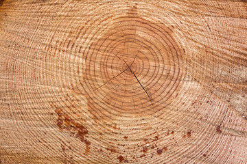 Freshly cut tree log