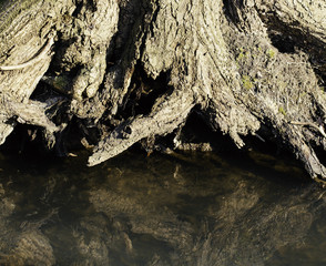 Tree roots by creek