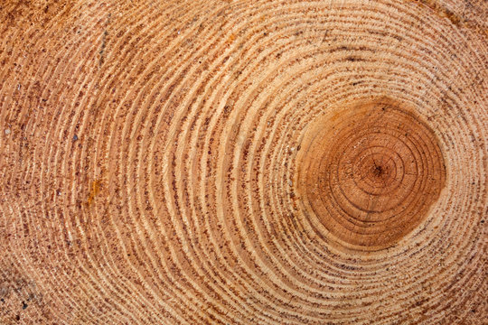 Freshly cut tree log