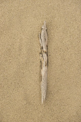 Alphabet Buchstabe I aus Treibholz auf Sand