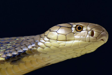 King Cobra (Ophiophagus hannah)