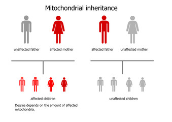 Mitochondrial inheritance - scheme