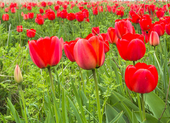 Red tulips in a wild pitch, close up