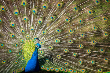 Obraz premium beautiful peacock