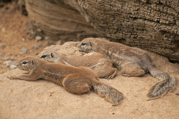 Cape ground squirrel