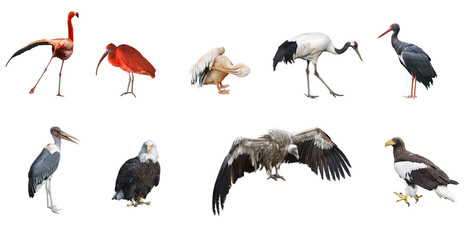 Set of 9  photographs of birds isolated on white background