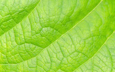 texture of leaf for background.