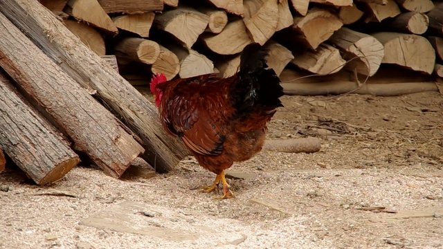 Rooster in the yard of a house and stacked wood
