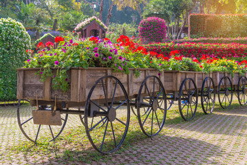 Fototapeta na wymiar Colorful of petunia flowers on trolley or cart wooden in garden