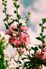 Beautiful pink Hollyhock flowers in the garden