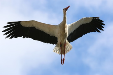 Storch